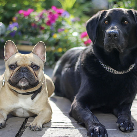 dog-friendly-patio-dock